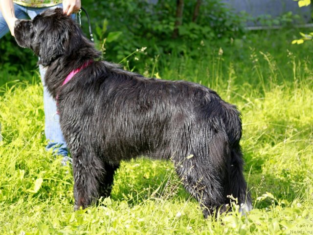 Фото: ньюфаундленд Питерньюф Енигма (Piternyuf Enigma)