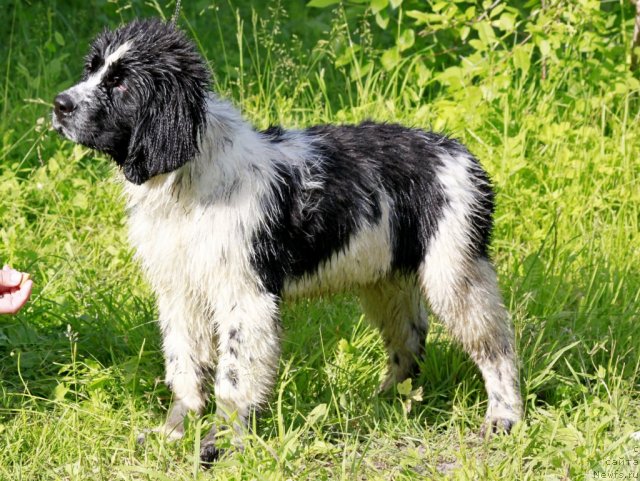 Фото: ньюфаундленд Питерньюф Хонеу-Монеу (Piternyuf Honey-Money)