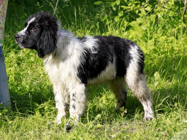 Фото: ньюфаундленд Питерньюф Хонеу-Монеу (Piternyuf Honey-Money)