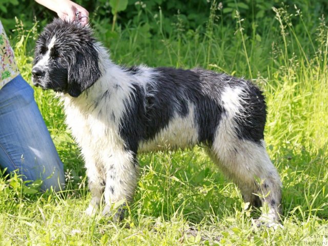 Фото: ньюфаундленд Питерньюф Хонеу-Монеу (Piternyuf Honey-Money)