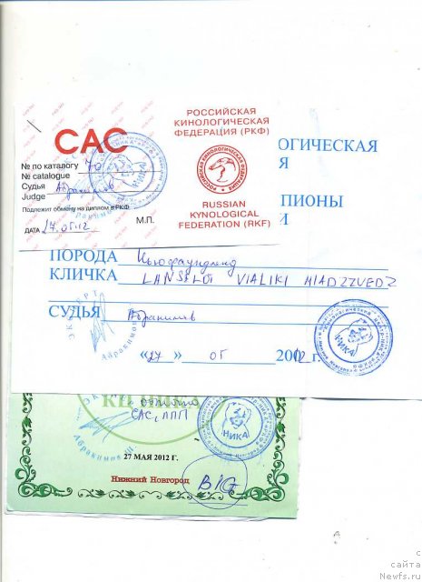 Фото: ньюфаундленд Ланцелот Вялiкi Мядзведзь (Lanselot Vialiki Miadzved)