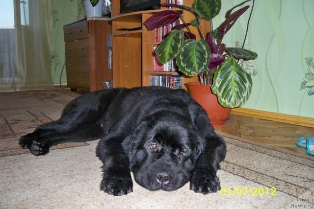 Фото: ньюфаундленд Смигар Волна Успеха