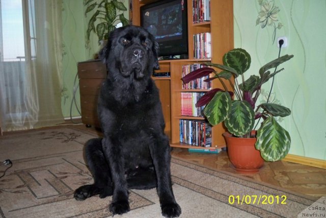 Фото: ньюфаундленд Смигар Волна Успеха