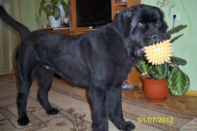 Фото: ньюфаундленд Смигар Волна Успеха