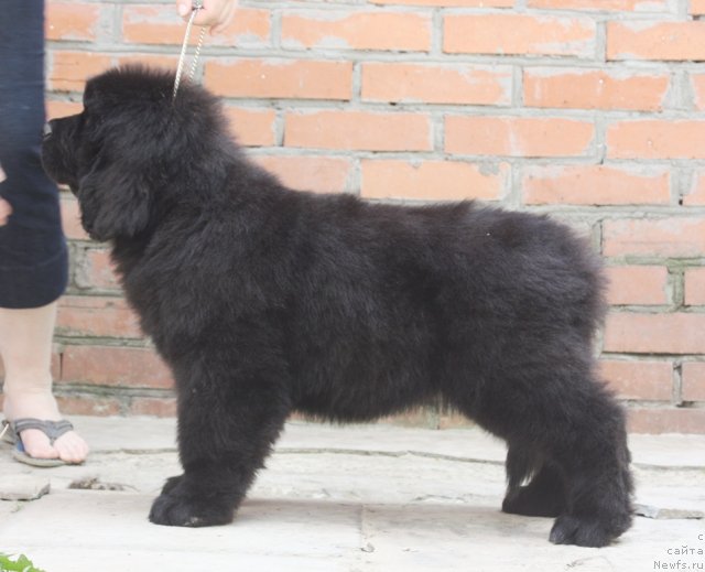 Фото: ньюфаундленд Акватория Келвин Флэш Ройал (Aquatoriya Kelvin Flash Royal)