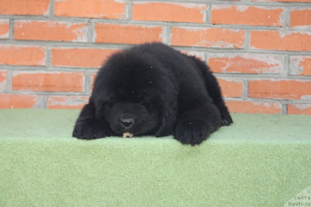 Фото: ньюфаундленд Акватория Келвин Флэш Ройал (Aquatoriya Kelvin Flash Royal)