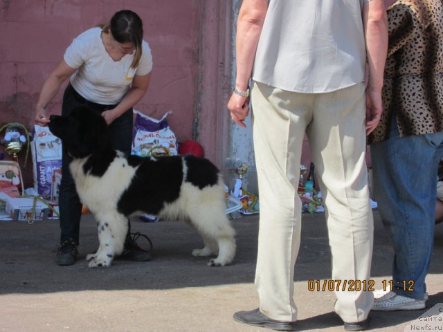 Фото: ньюфаундленд Callistos Resolution