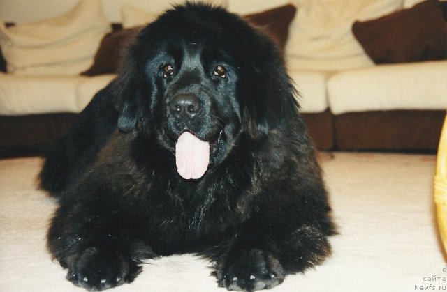 Фото: ньюфаундленд Даниэлла Гранд Бэби оф  зе Блек Граф
