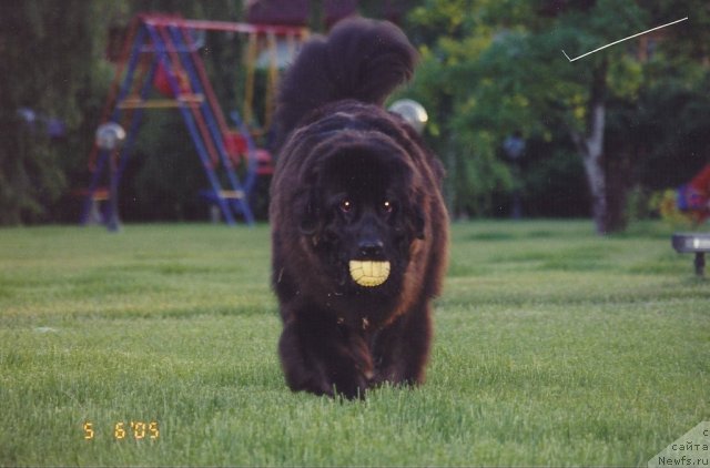 Фото: ньюфаундленд Даниэлла Гранд Бэби оф  зе Блек Граф