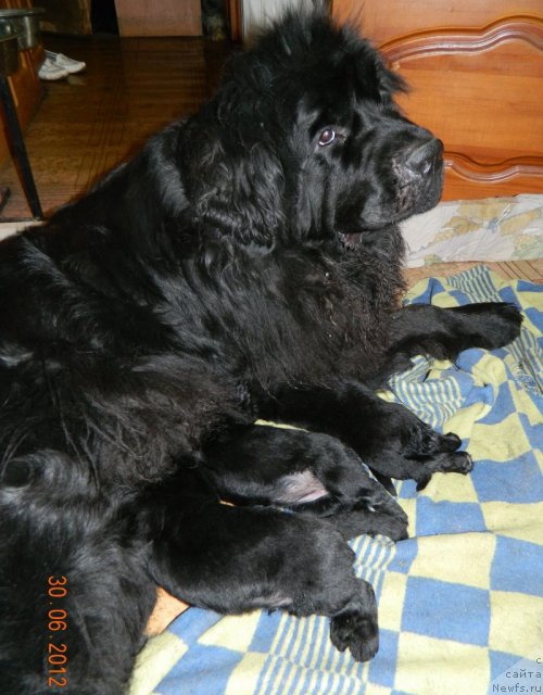 Фото: ньюфаундленд Акватория Келвин Интегра