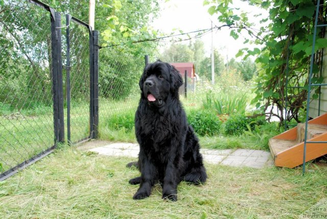 Фотография № 99985