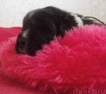 Превью фото № 100179