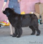 Превью фото № 100214