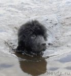 Превью фото № 100217