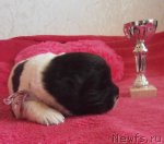 Превью фото № 100229