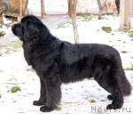 Превью фото № 1003