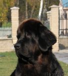 Превью фото № 100317