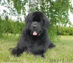 Превью фото № 100400