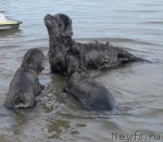 Превью фото № 100497