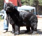 Превью фото № 101016