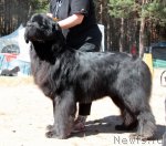 Превью фото № 101021