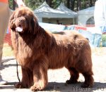 Превью фото № 101022