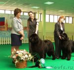 Превью фото № 101053