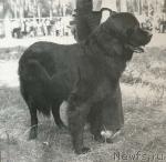 Превью фото № 1011