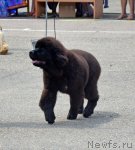 Превью фото № 101148