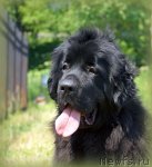 Превью фото № 101232