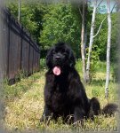 Превью фото № 101233