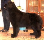 Превью фото № 101304