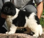 Превью фото № 101447