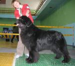 Превью фото № 10189