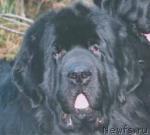 Превью фото № 102