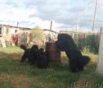 Превью фото № 102277