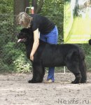 Превью фото № 102554