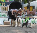 Превью фото № 102576