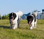 Превью фото № 102903