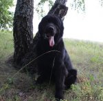 Превью фото № 103324