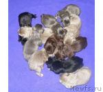 Превью фото № 10334