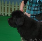 Превью фото № 103346