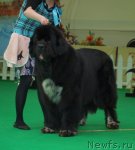 Превью фото № 103347