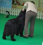 Превью фото № 103353