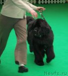 Превью фото № 103354