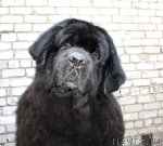 Превью фото № 103399