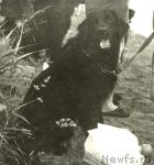 Превью фото № 1034