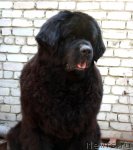 Превью фото № 103400