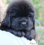 Превью фото № 103500