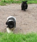 Превью фото № 103558